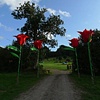 red tulip avenue