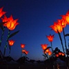 giant red tulips at dusk