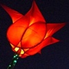 giant red tulips