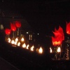 Stage Tulips