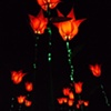 giant tulips