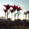 giant lantern tulips