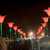 Giant tulip avenue glade 09