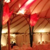 Tulip Lanterns