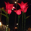 giant tulips bestival 09 more