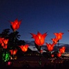 tulip clump