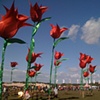 giant illuminated tulips