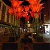 Giant Tulips