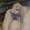 Perchance to Dream-clay beginning 2