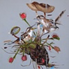 wrens traps and fungi