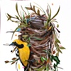 oriole and nest