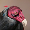 turkey vulture 6x6