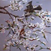 dogwood in spring