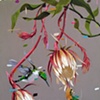 epiphyllum and humingbirds