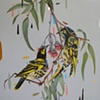 regent honeyeaters