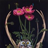 pygmy owl horns and poppies