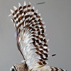 barred owl 8x10