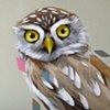 pearl spotted owlet 6x6