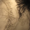 Occasionallyandsomewherebetween (detail)