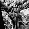 'up in roots''