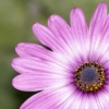 'mama's purple'