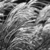 'wish in the wind'