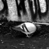 'avian expression'