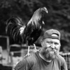 Hobert's Rooster