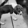 Parvo
