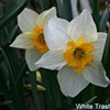 Daffodil