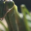Mantis 1