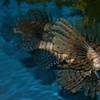 Lionfish