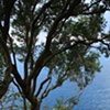Tree and Stairs Capri