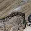 Baby seal and mother