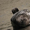 Baby Seal