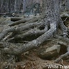Roots