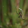 Just a spider