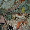 Lobster