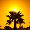 Palm tree sunset