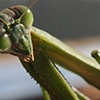 Mantis2