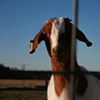 Tagged Goat