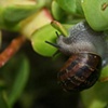 Snail