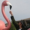 Smoking Flamingo