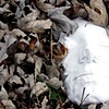 Self Portrait of Fall