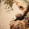 Smaller Specimens of Free Agents and Cells 1- detail