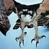 Wall Mural