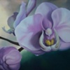 Orchid Dew