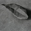Oak leaf