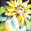Sunny