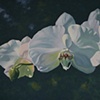 Orchid Song